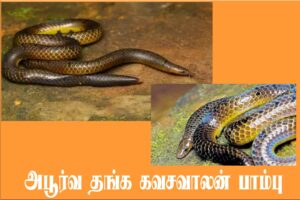 thennarasu Pictures golden tail snake