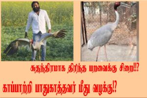 thennarasu Pictures sarus-crane